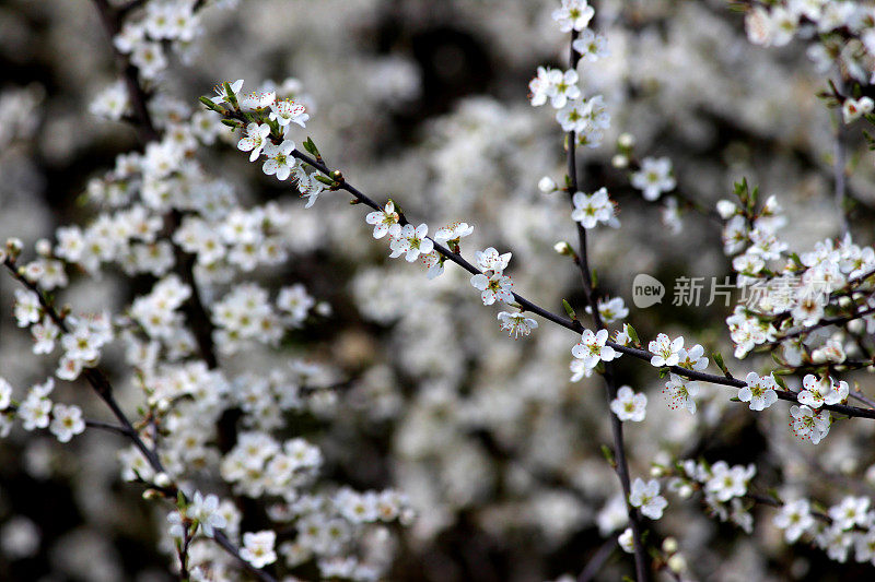 野李子(Prunus spinosa)花的特写图像